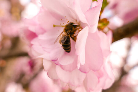 Bewohner des Bayerischen Waldes - Biene in einer Kirschblüte